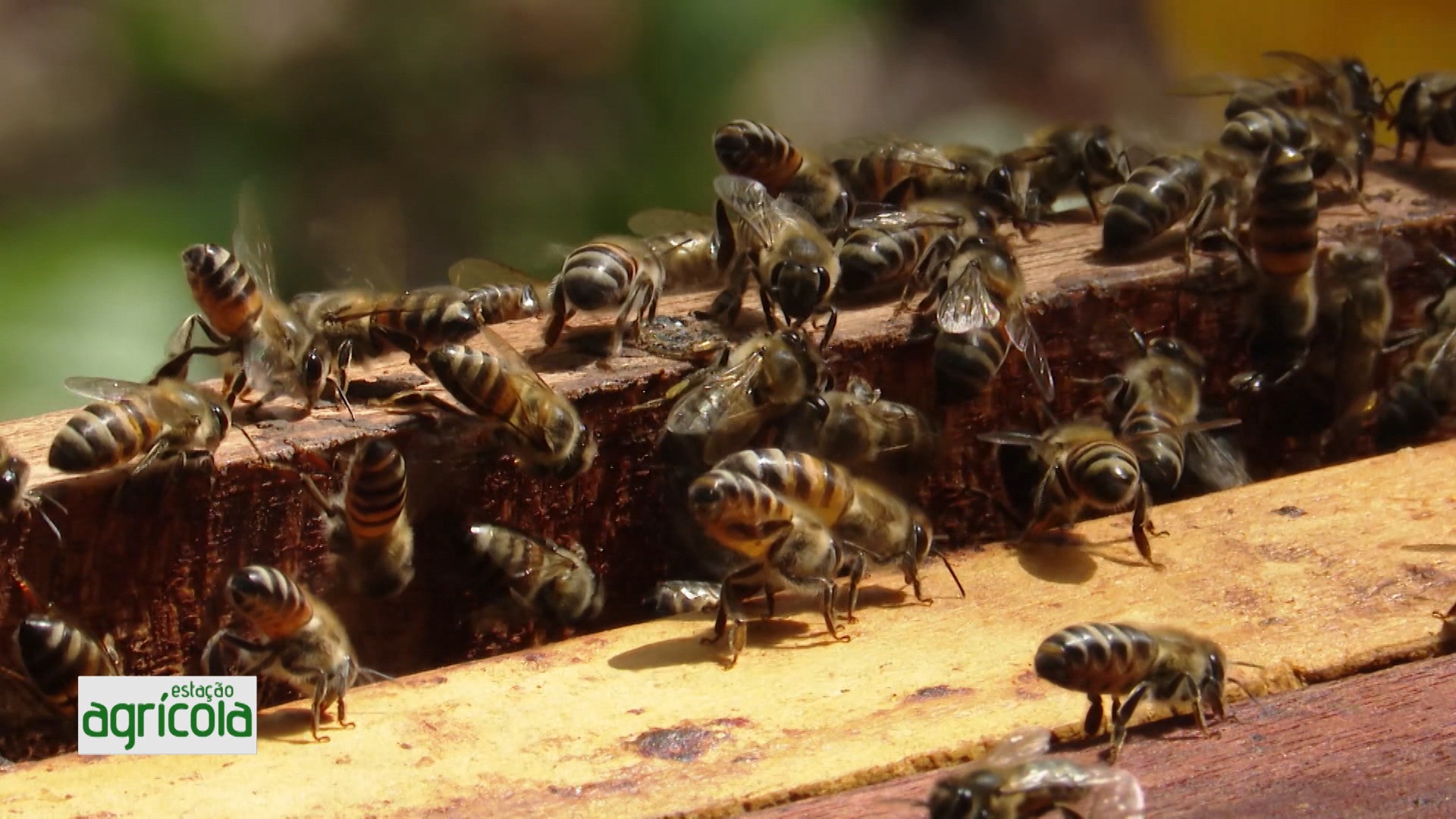 Reveja os destaques do Estação Agrícola