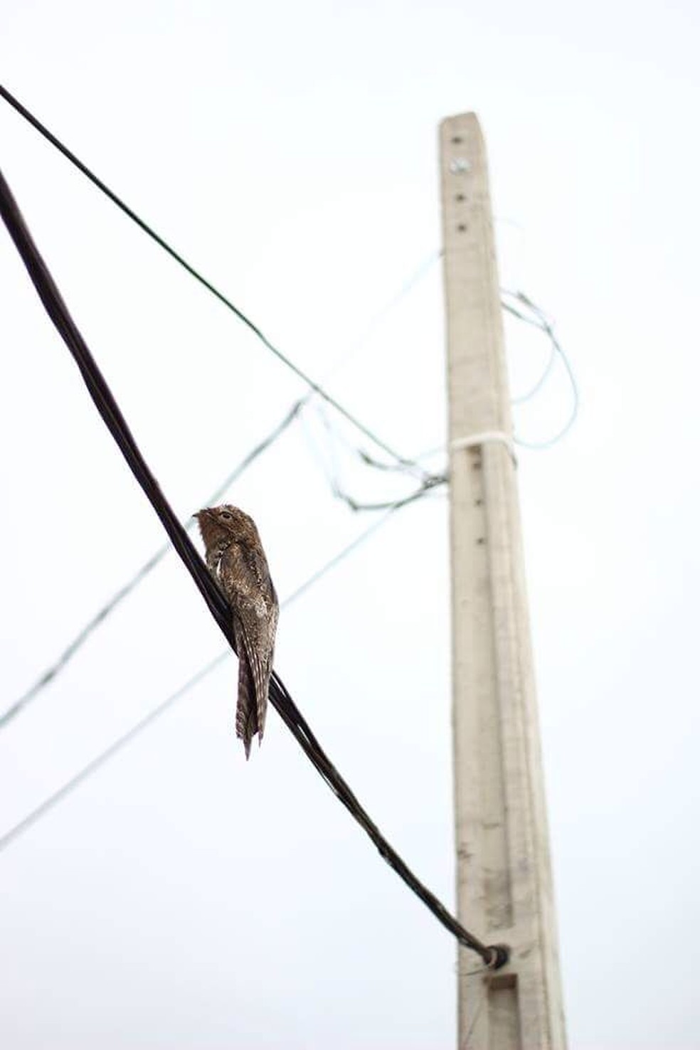 Flagrantes da ave em áreas urbanas do Sul e Sudeste do Brasil são mais comuns no período migratório — Foto:  Joey Daminelli/VC no TG