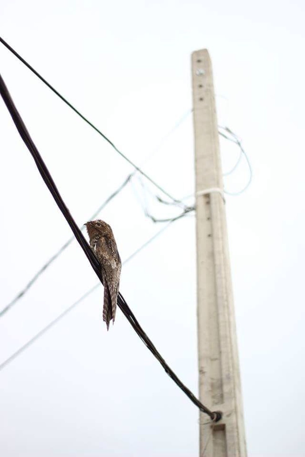 Flagrantes da ave em áreas urbanas do Sul e Sudeste do Brasil são mais comuns no período migratório — Foto: Joey Daminelli/VC no TG