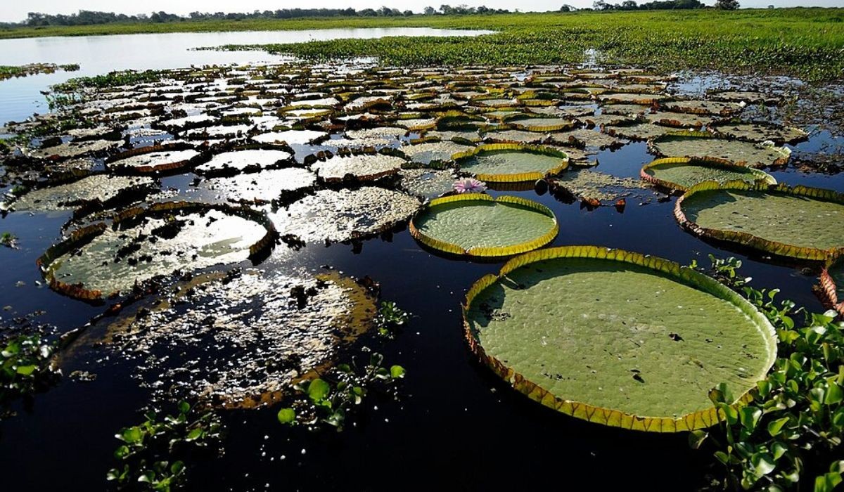 O que cada candidato ao governo de MS planeja para o futuro do Pantanal