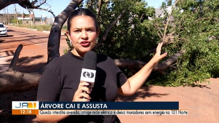 Árvore de grande porte cai na 101 Norte, em Palmas