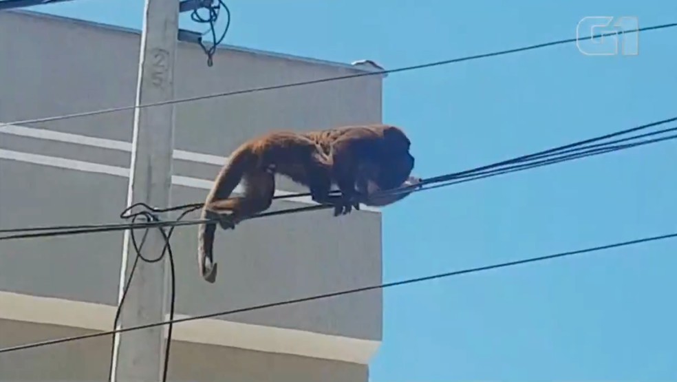 Macaco com pelos brancos chama atenção no Jardim Botânico de Jundiaí, Sorocaba e Jundiaí