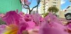 Ipê-rosa no Bosque dos Eucaliptos, em São José dos Campos. — Foto: Benjamin Venturoso/Vanguarda Repórter