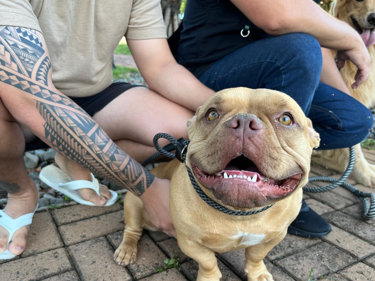 Vai viajar sem o pet? Veja os cuidados para deixá-lo em segurança