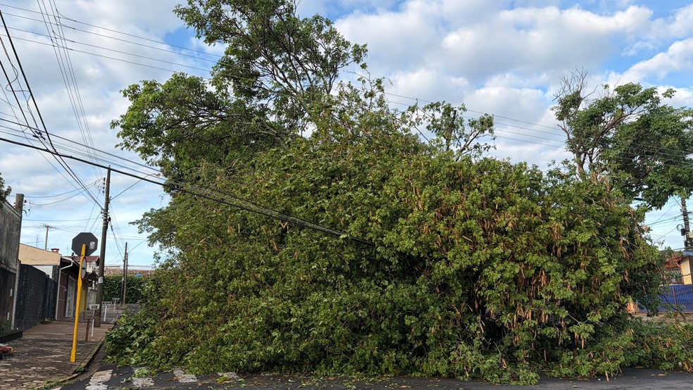 Nesta quarta-feira, árvores ainda bloqueavam as vias em Bauru após a chuva de terça-feira — Foto: Andressa Lara / TV TEM