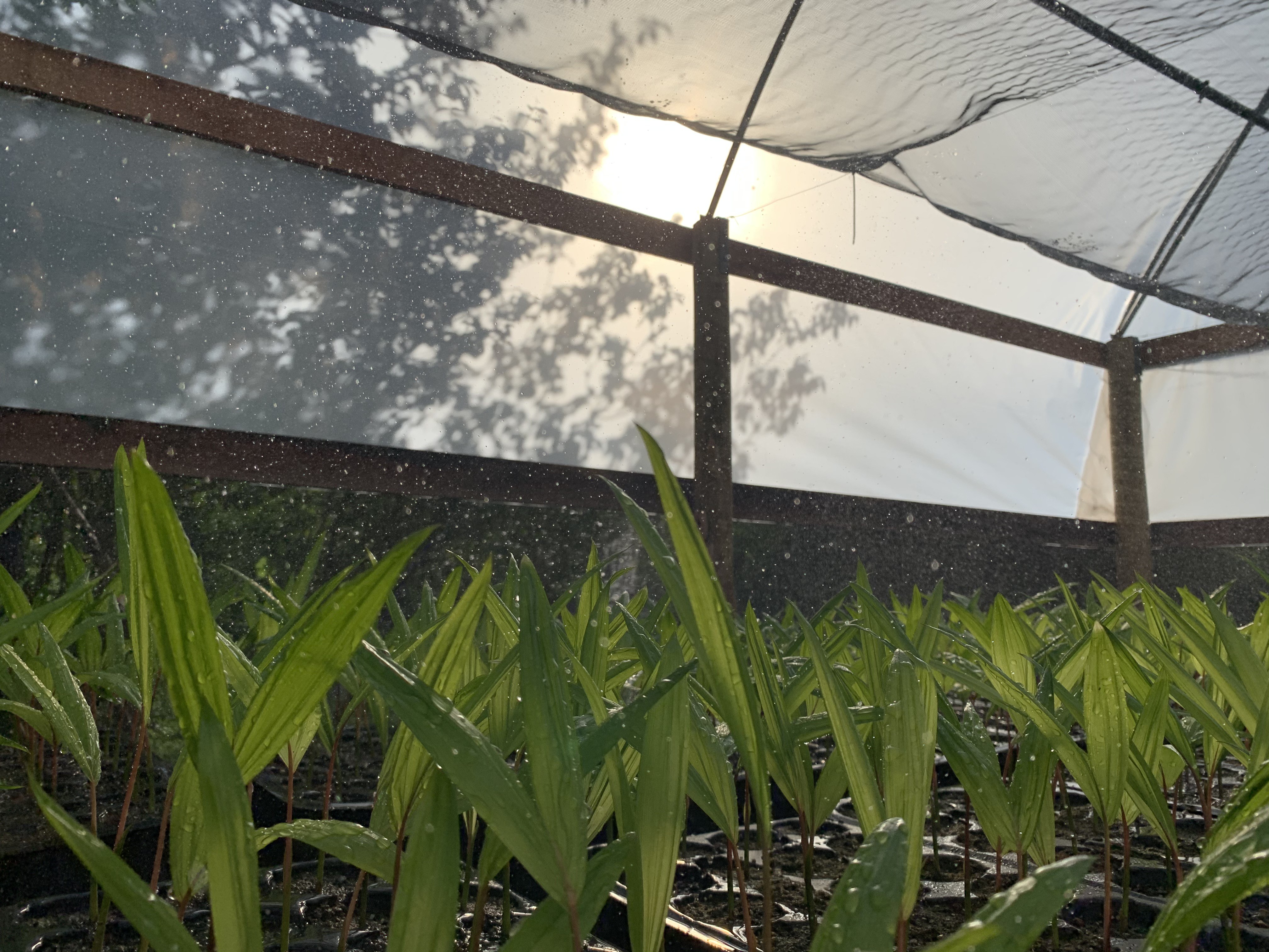 Comunidades do Marajó fazem mutirões para reflorestar áreas atingidas por queimadas