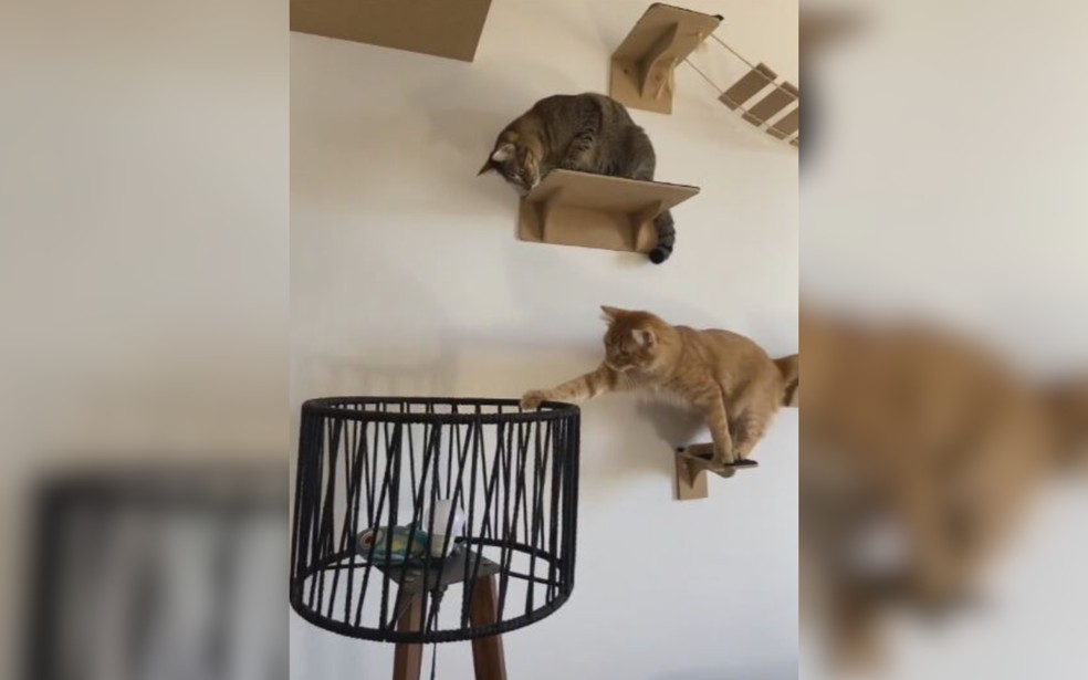 9 de 9
Gatos laranja s&atilde;o realmente mais bagunceiros? Especialista e tutores explicam a fama de 'agente do caos' &mdash; Foto: TV TEM/Reprodu&ccedil;&atilde;o