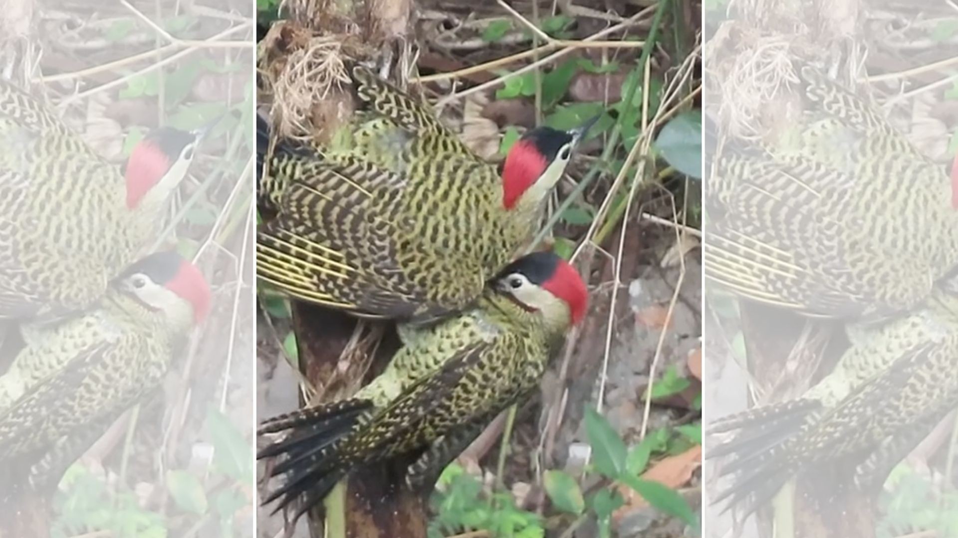 VÍDEO: Pica-paus-verdes-barrados são flagrados brigando em disputa por fêmea