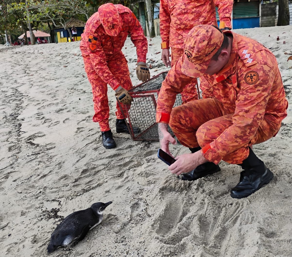 Pinguim é resgatado em praia de Angra dos Reis; terceiro em menos de um mês