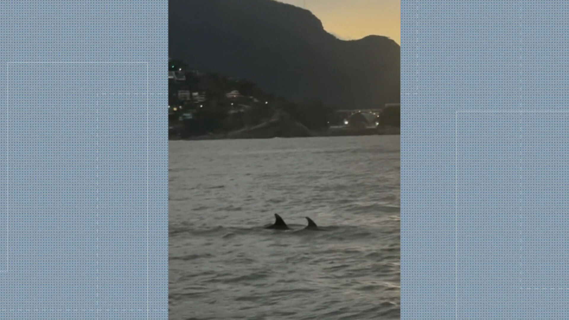 Golfinhos, baleia e tartaruga aparecem durante passeio de alunos de stand-up paddle na Barra da Tijuca