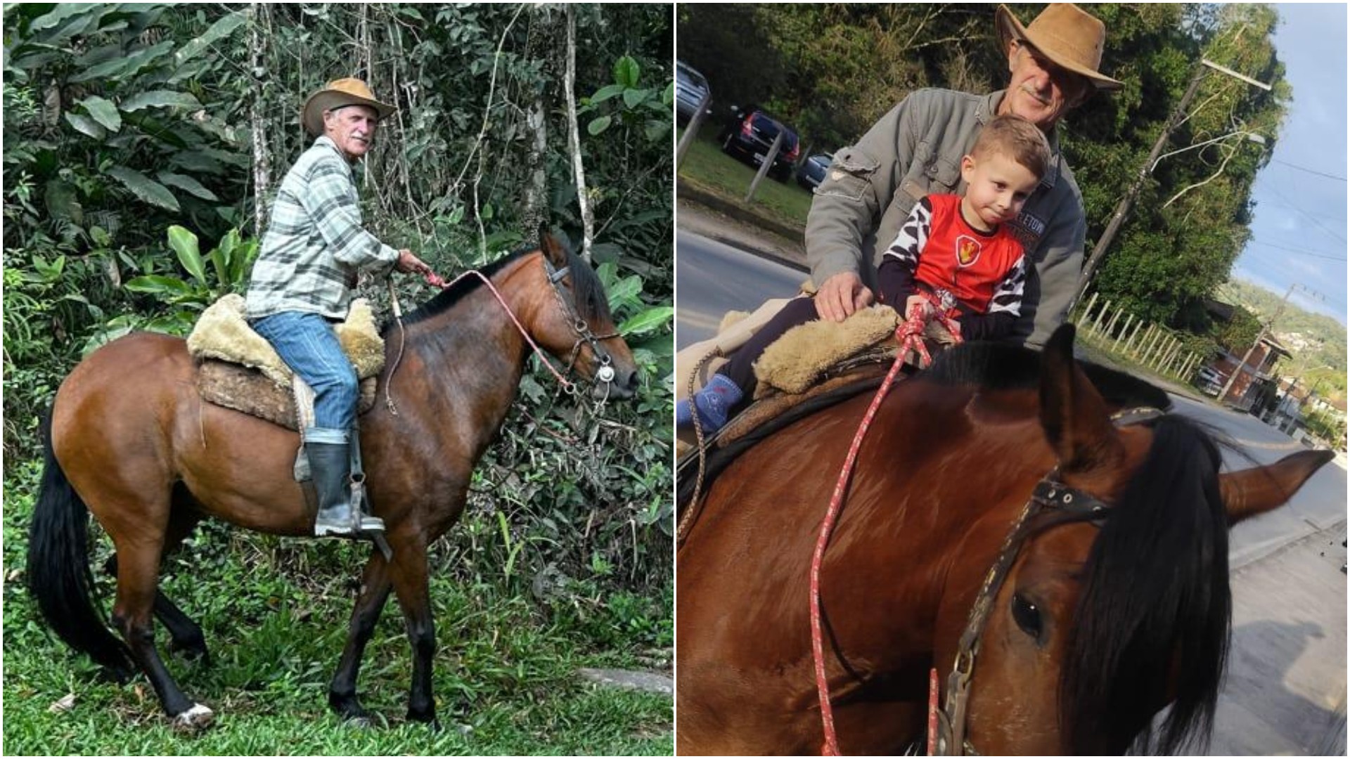 Égua que relinchou no velório do tutor em SC foi presente de amigo; conheça