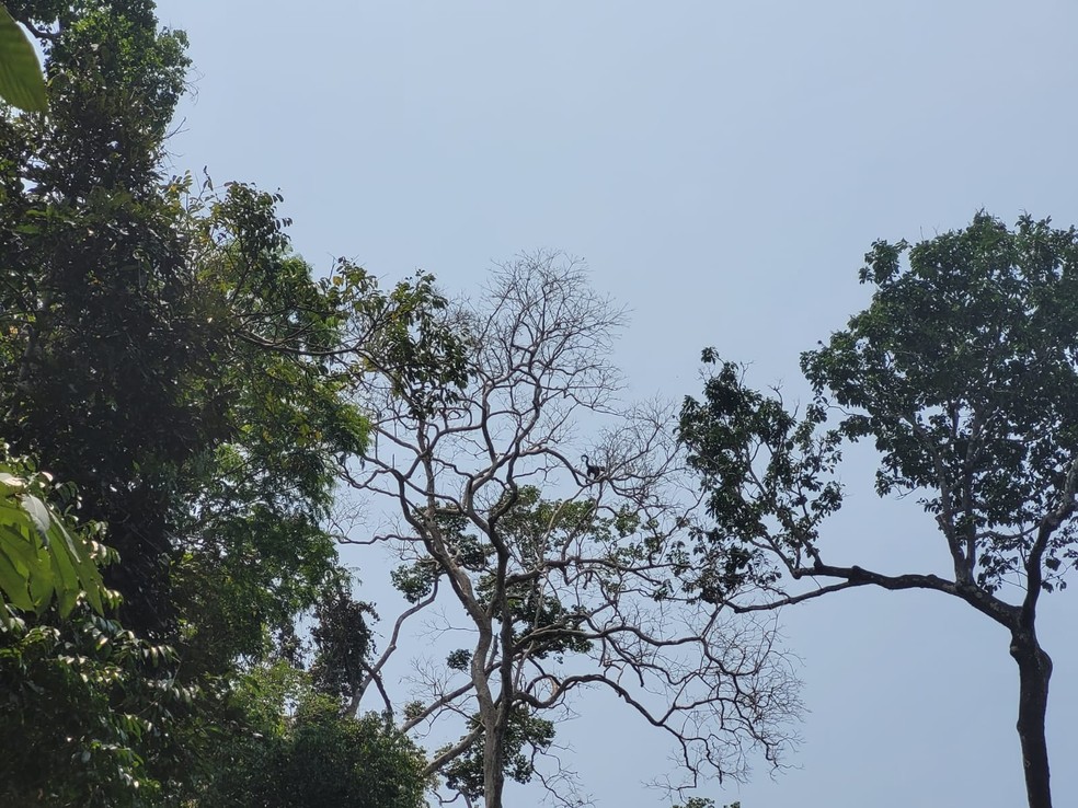 Macaco andando sobre árvore na Flona Jamari — Foto: Leiliane Byhain/Rede Amazônica