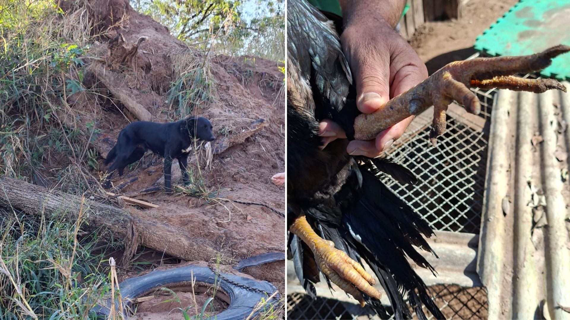 Homem é preso por maus-tratos a cães e galos e recebe multa de R$ 25 mil em Marília