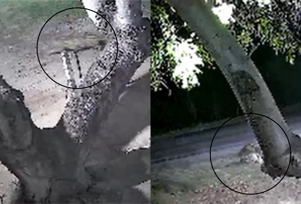 BRASIL: Las apariciones de jaguares dentro de ciudades aumentan en 2026 y encienden las alarmas sobre la pérdida de distancia entre la fauna silvestre y las zonas urbanas