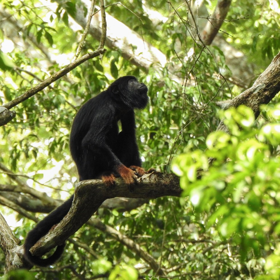 Entre os animais ameaçados de extinção que reapareceram na área está o Allouatta Belzebu, popularmente conhecido como Guariba-de-mãos-ruivas — Foto: João Carlos da Cruz Abraão Filho