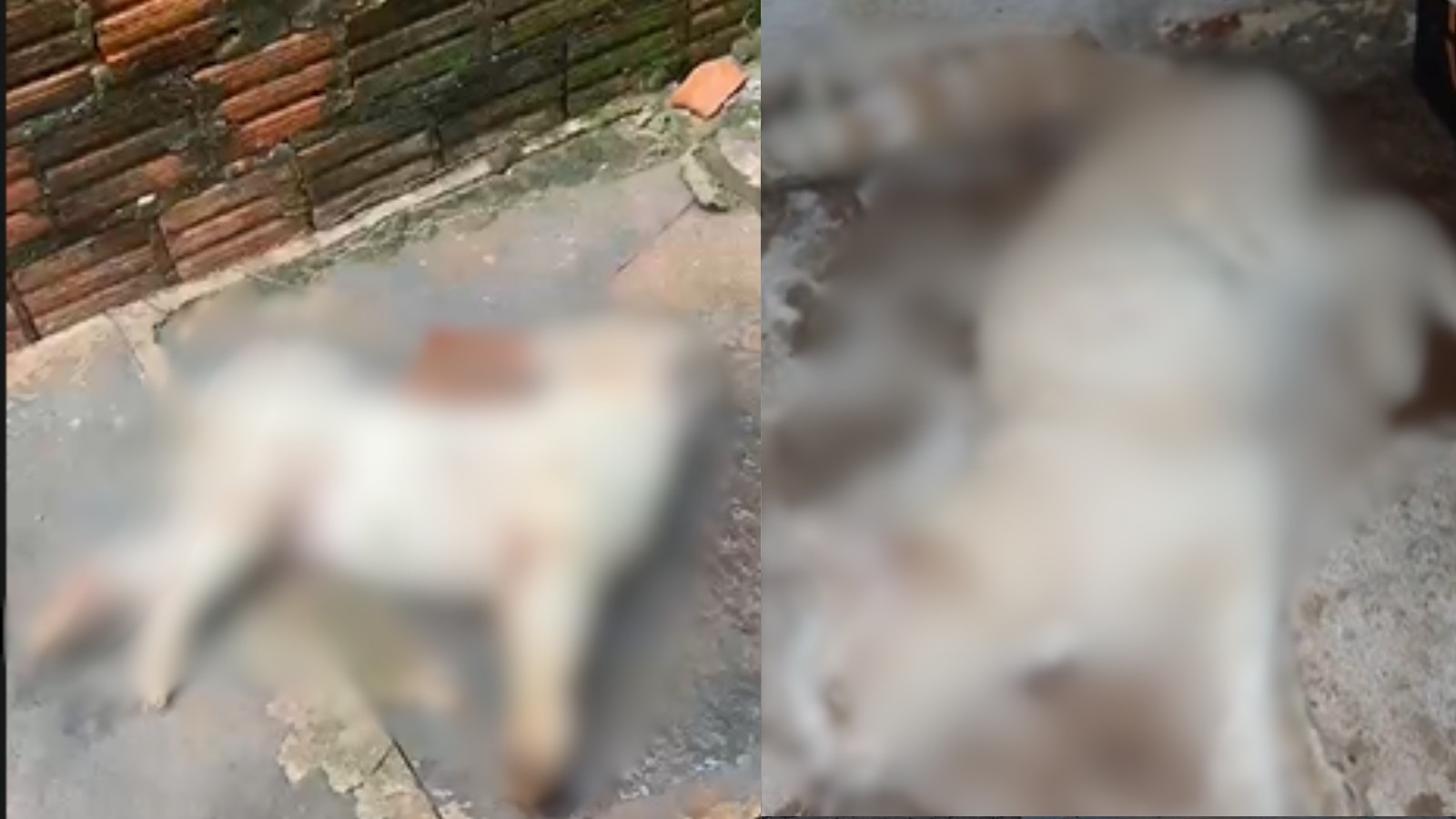 Cinco animais morrem com suspeita de envenenamento em uma semana em bairro do Piauí; polícia investiga