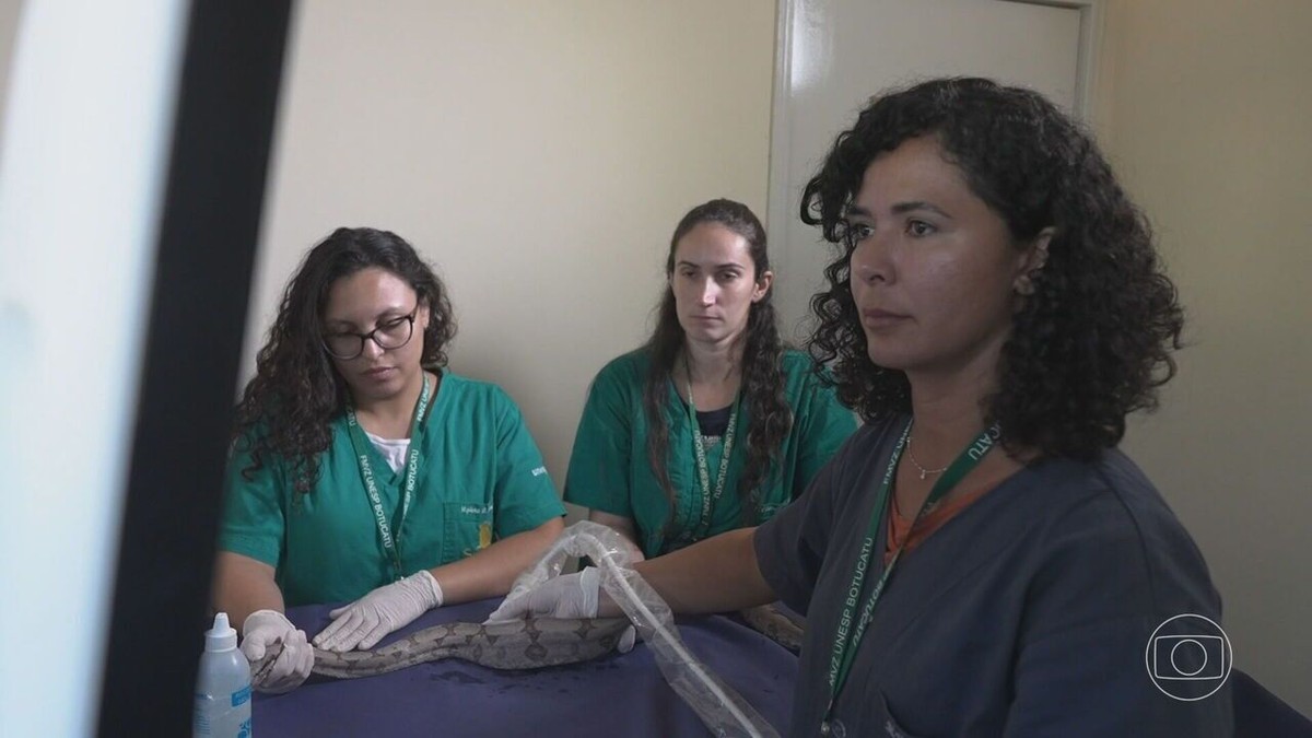 Hospital do interior de SP é o primeiro a ter programa de pós-graduação em animais selvagens no Brasil