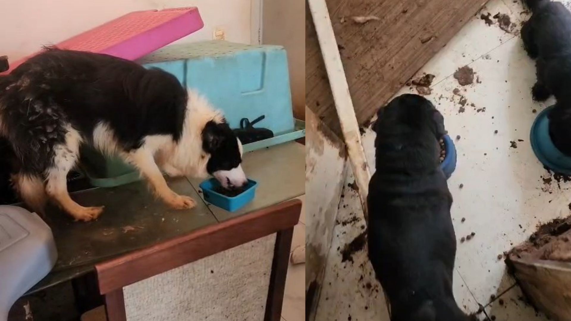 Cães e gatos são resgatados em meio a fezes após 2 semanas sem água e comida em apartamento em Vila Velha