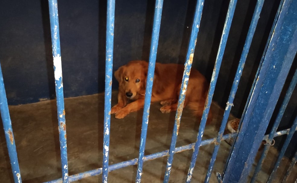 Segundo Marlon Figueiredo, protetor animal que visitou o local, a baía em que o cão se encontra não atende às medidas exigidas pela lei federal — Foto: Reprodução