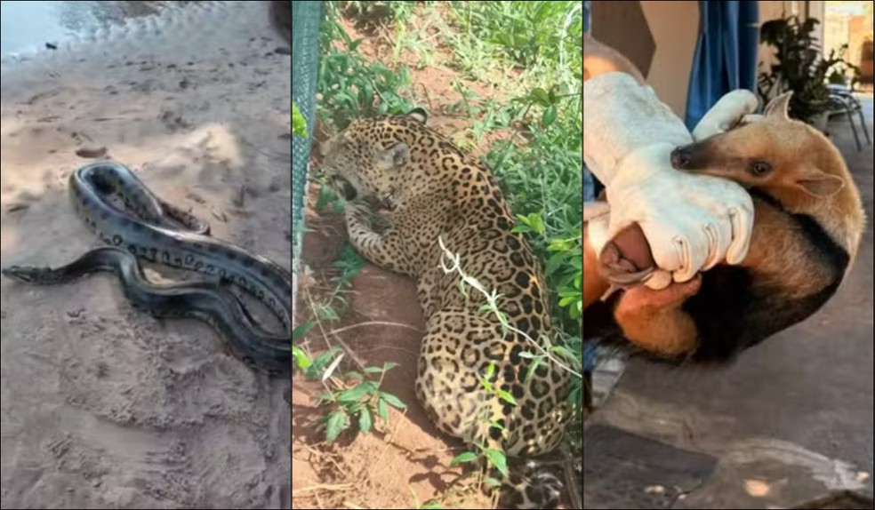 Onças, tamanduás e cobras: entenda porque animais silvestres aparecem nas áreas urbanas no Oeste Paulista — Foto: Reprodução