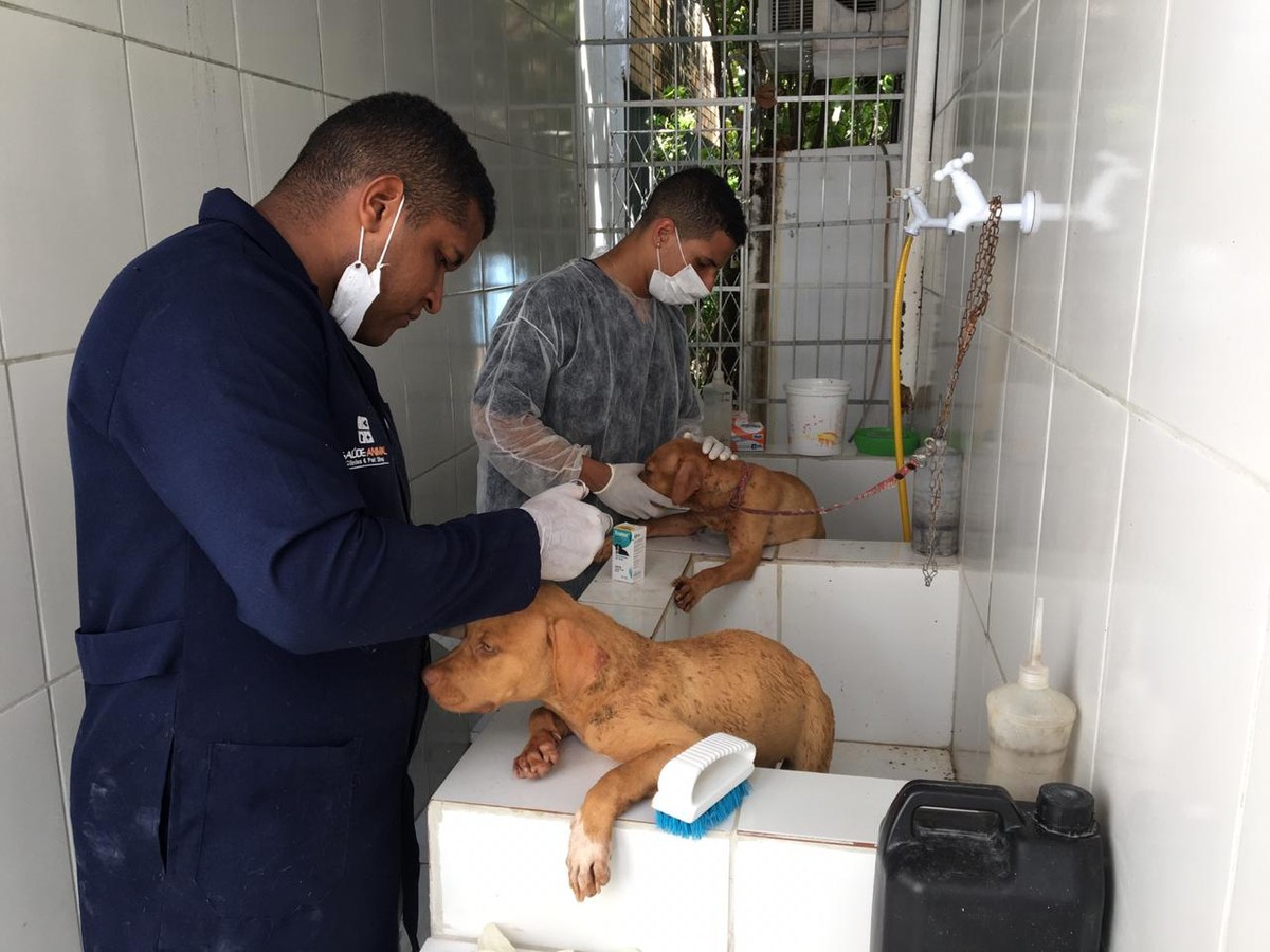 Polícia resgata cachorros com sinais de maus-tratos em canil na Grande ...