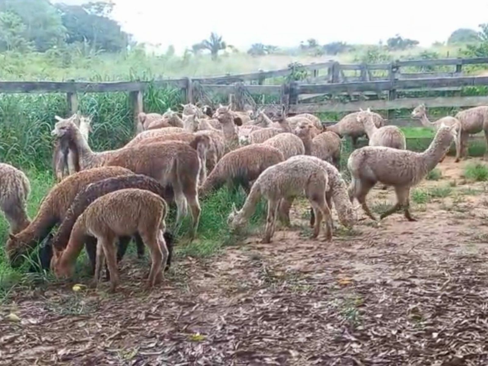 Empresário denuncia retenção de carga com mais de 40 lhamas e alpacas por 14 dias no Acre