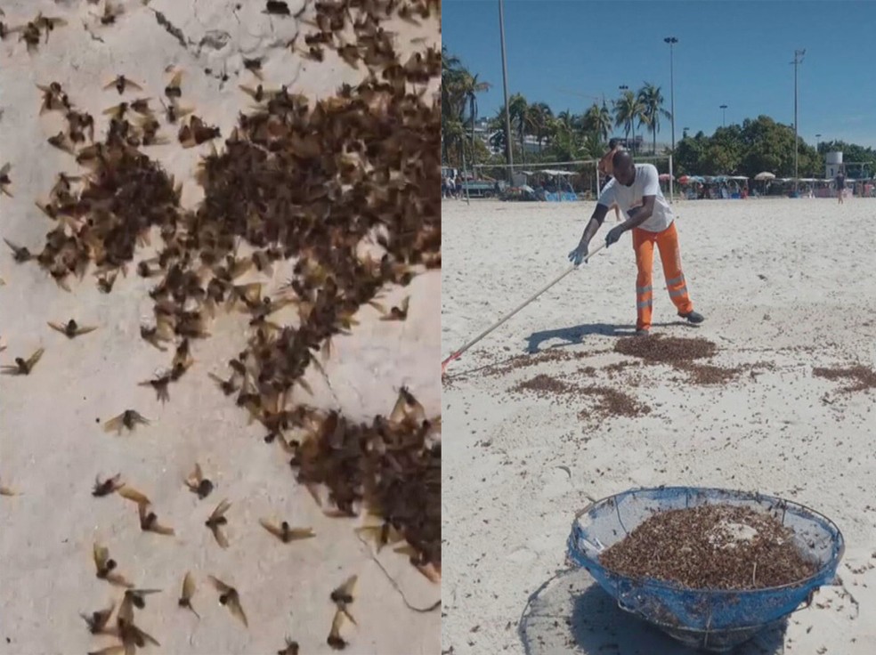 Garis limparam a areia, que ficou tomada de formigas tanajura — Foto: Reprodução/ TV Globo