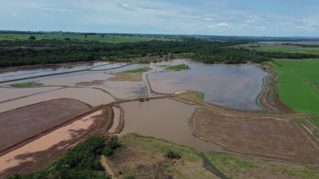 Produtores de arroz começam replantio de área afetada por chuvas no Paraná