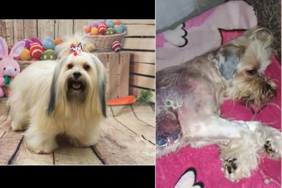 Antes depois do animal após o passar no pet shop — Foto: Reprodução