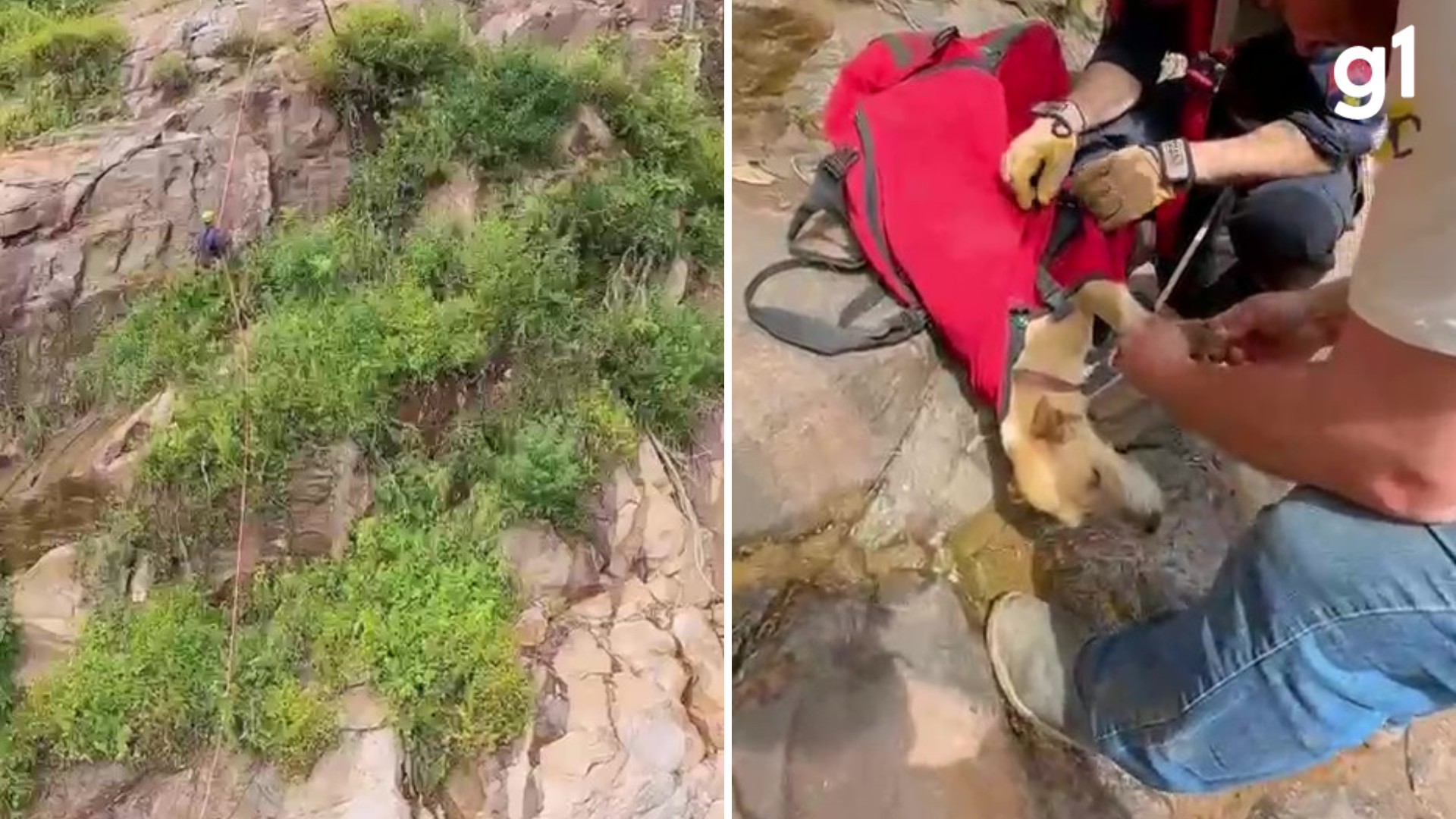 Cadela é resgatada por bombeiros após quatro dias presa em paredão de mata a 80 metros na Serra do RS