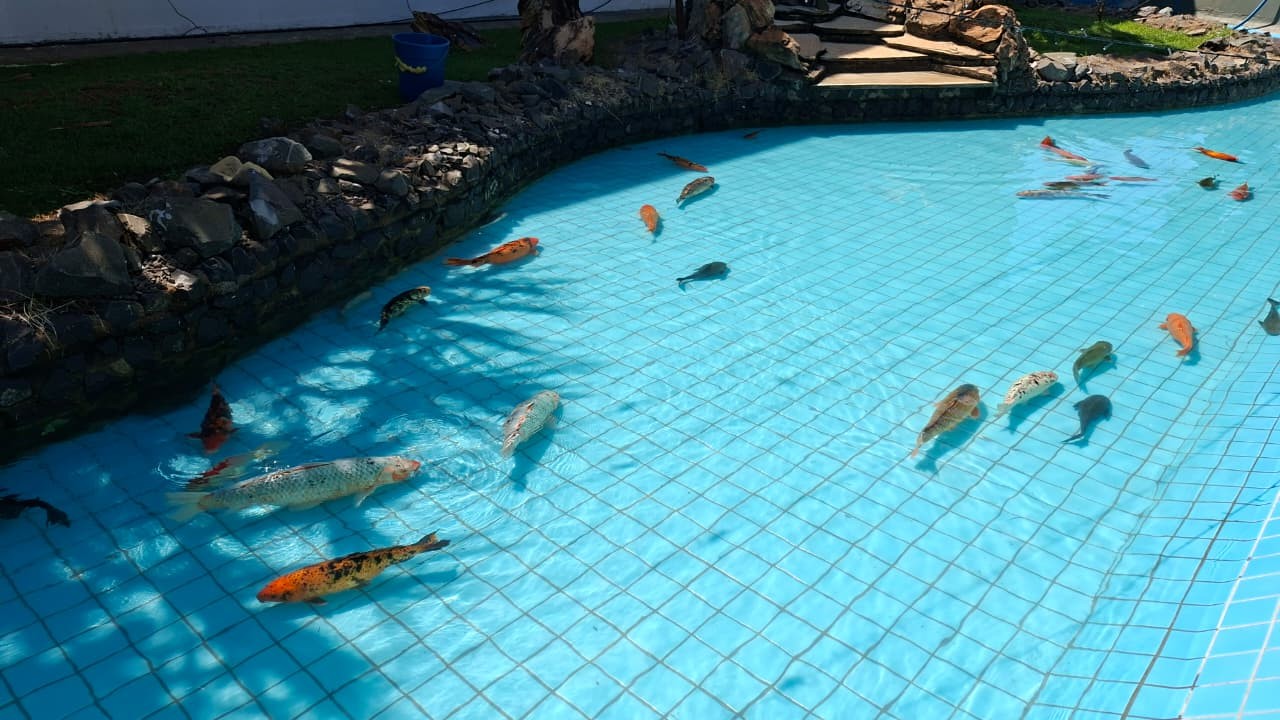 Com reforma finalizada, tanque do espelho d’água do Paço tem retorno das carpas