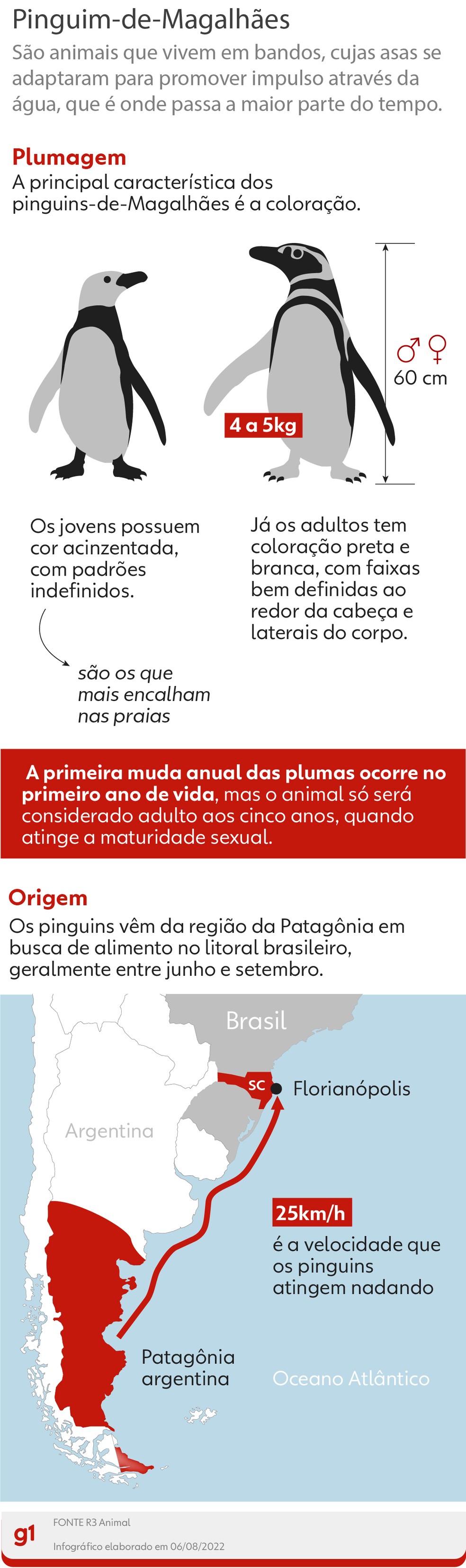 Percurso migratório dos pinguins que chegam a SC