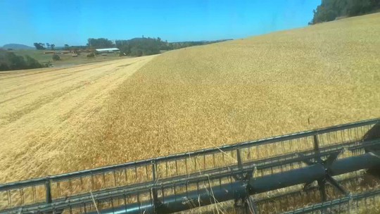 Produtores colhem safra de trigo no interior de SP - Mesmo com geada no período de formação dos grãos, produtores comemoram boa produtividade; preços, porém, não estão tão atrativos como em 2024.