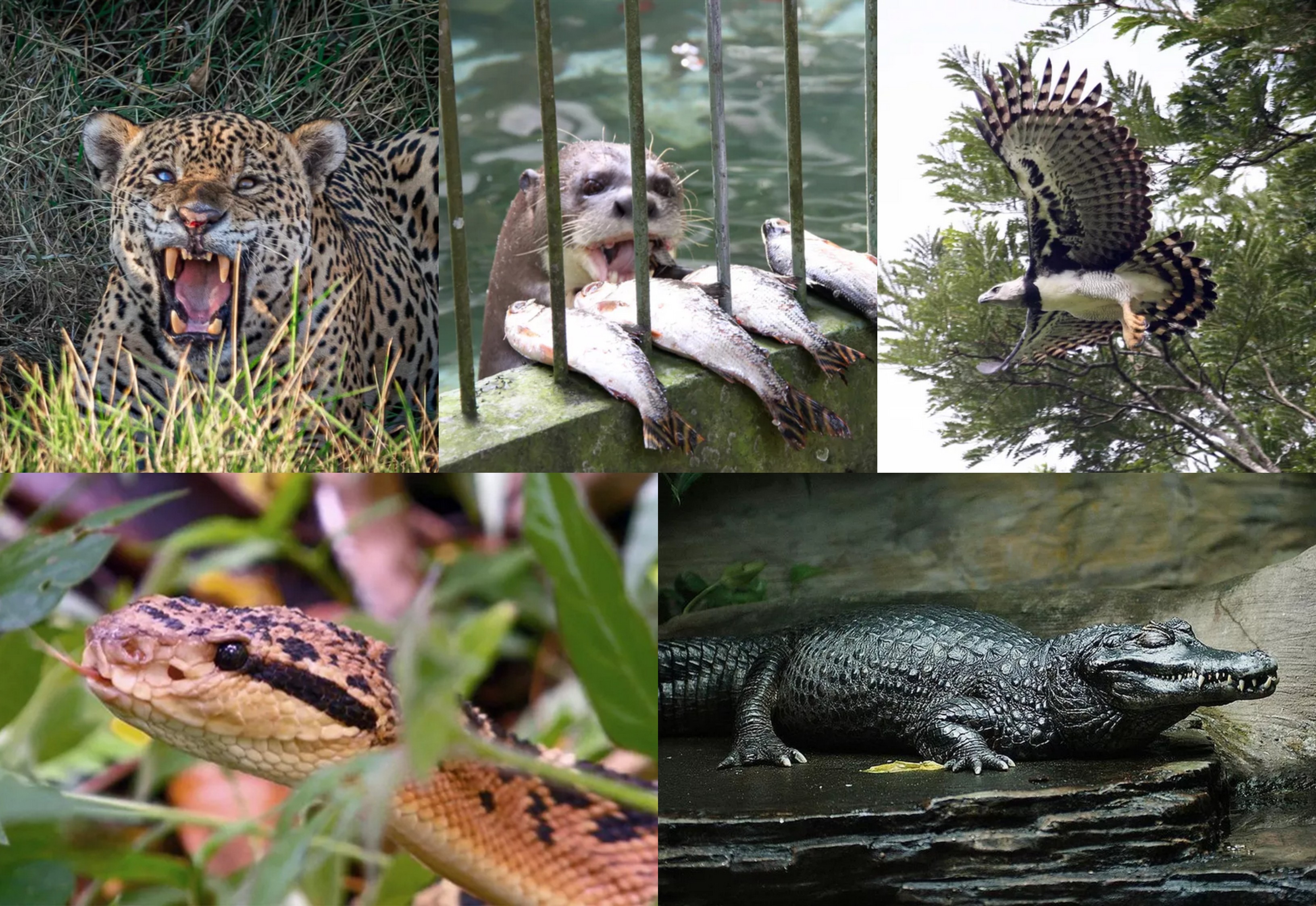 No Dia da Amazônia, conheça cinco dos grandes predadores da maior floresta tropical do mundo