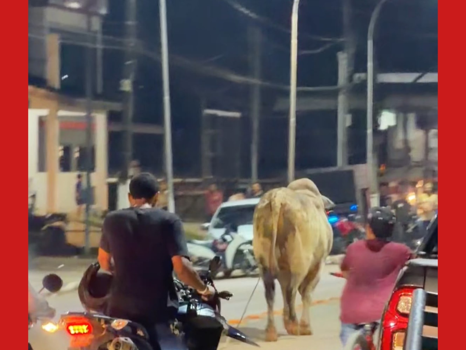 VÍDEO: Boi escapa de feira agropecuária, vai parar em rua e é contido por populares no Acre