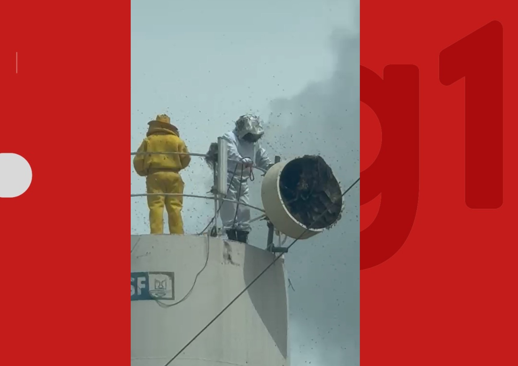 Ataque de abelhas deixa cinco pessoas feridas e dois cachorros mortos no norte da Bahia