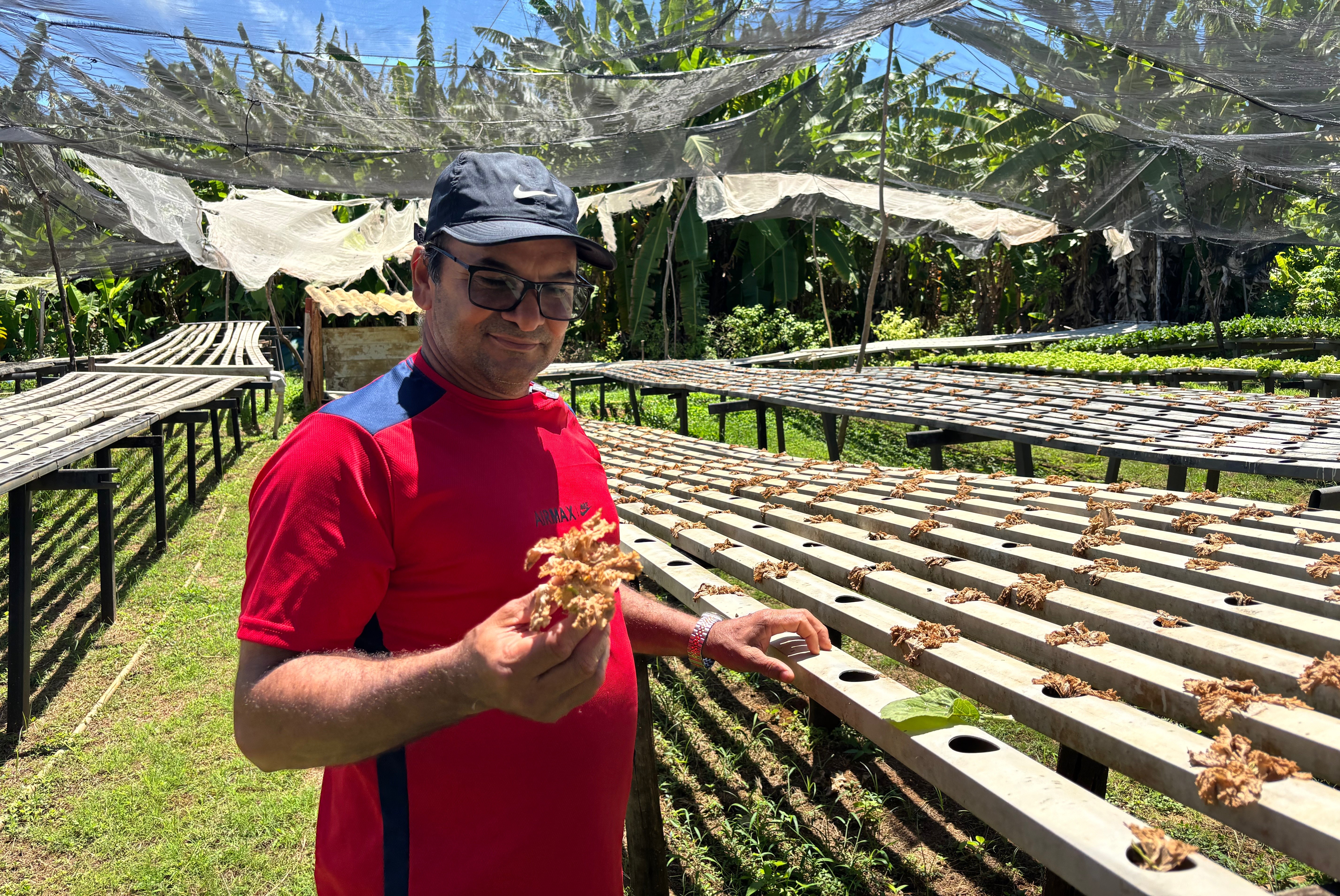 Agricultor de Fernando de Noronha relata perda de 76 mil pés de hortaliças após início de obra solar
