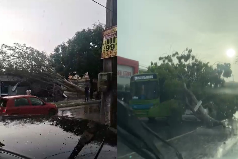 Árvores caídas sobre avenidas do bairro Dirceu, na Zona Sudeste de Teresina - Chuva derruba árvores e deixas avenidas interditadas em Teresina — Foto: Reprodução
