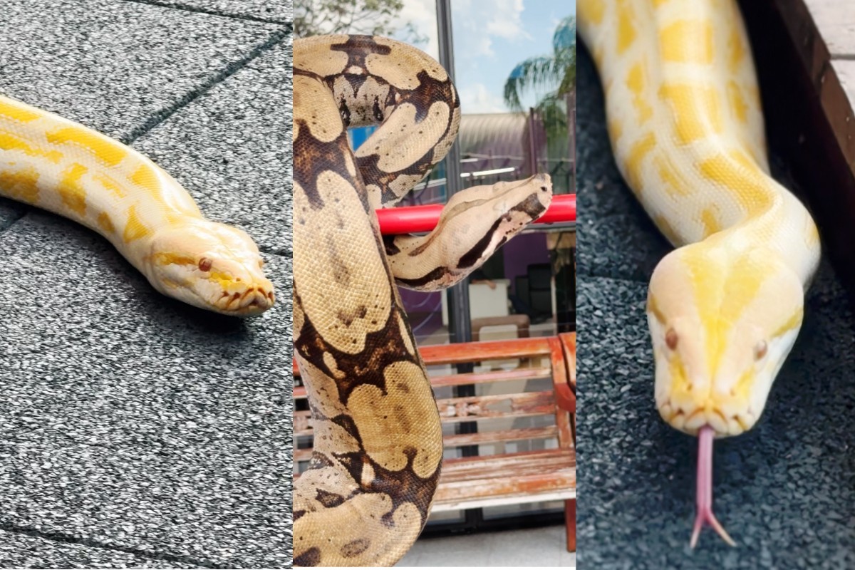 Cobras são soltas e ‘dão rolê’ por maior aquário de água doce do mundo; veja vídeo