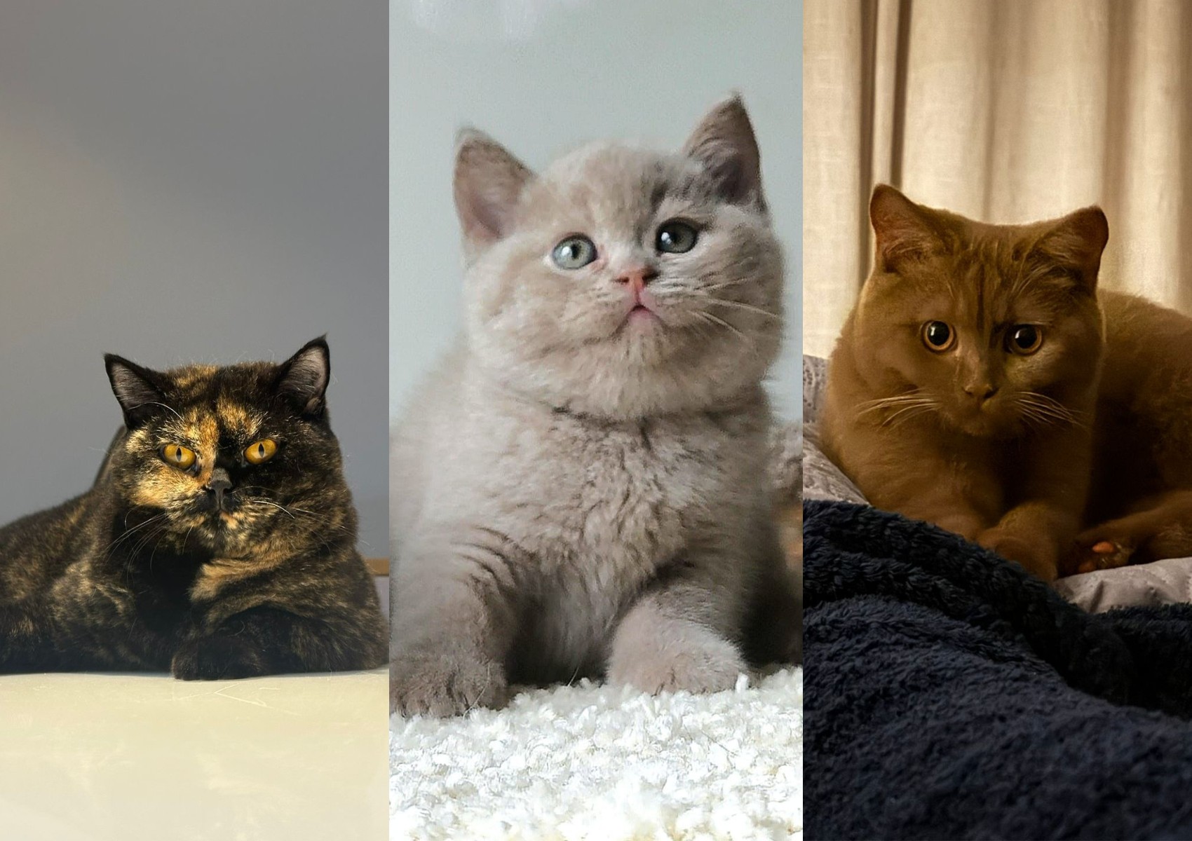 Mercado pet felino cresce com serviços especializados e gatos de raça que podem custar até R$ 7 mil