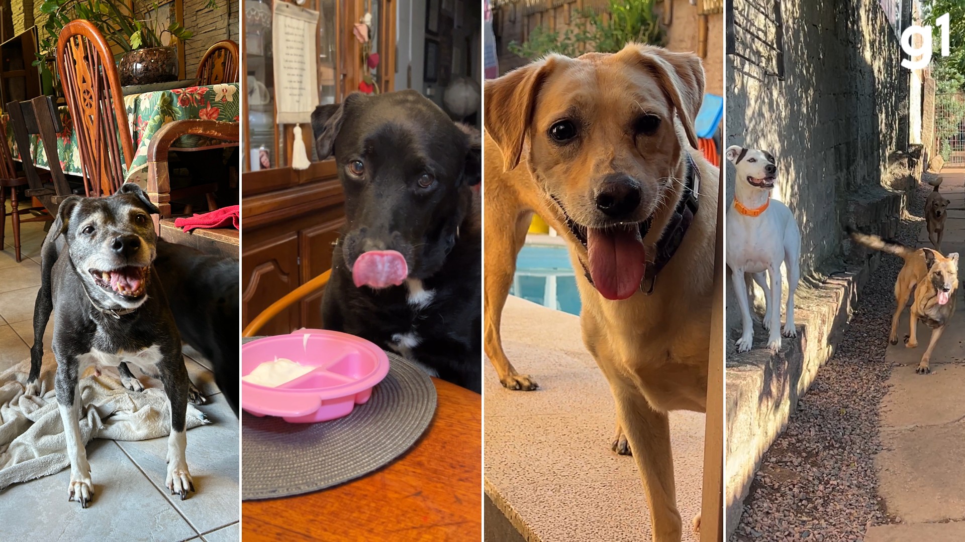 'Mais de 300' cães: por que família assumiu a herança de resgates deixada por veterinária que morreu em show no RS