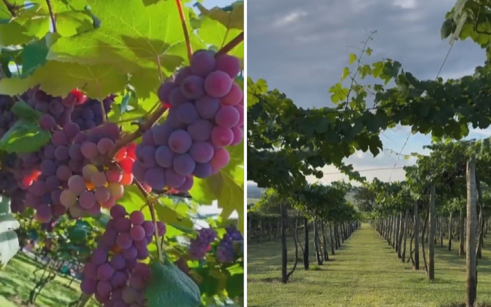 Viticultura Fonte Viva em Piracanjuba, Goiás — Foto: Reprodução/TV Anhanguera