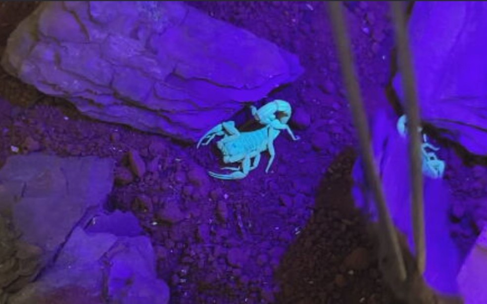 Menino de 2 anos foi picado por escorpi&atilde;o no quintal de casa em S&atilde;o Jos&eacute; do Rio Preto (SP) &mdash; Foto: Reprodu&ccedil;&atilde;o / TV TEM