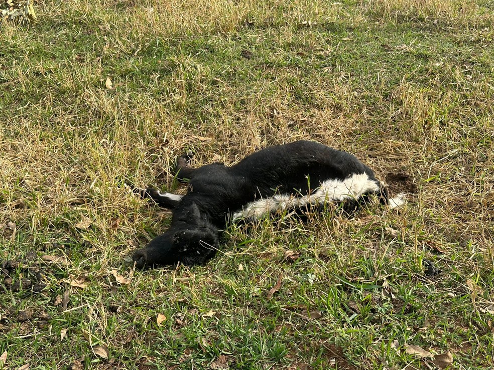 Polícia encontra 85 bezerros mortos e doentes em chácara abandonada — Foto: Decat/Divulgação