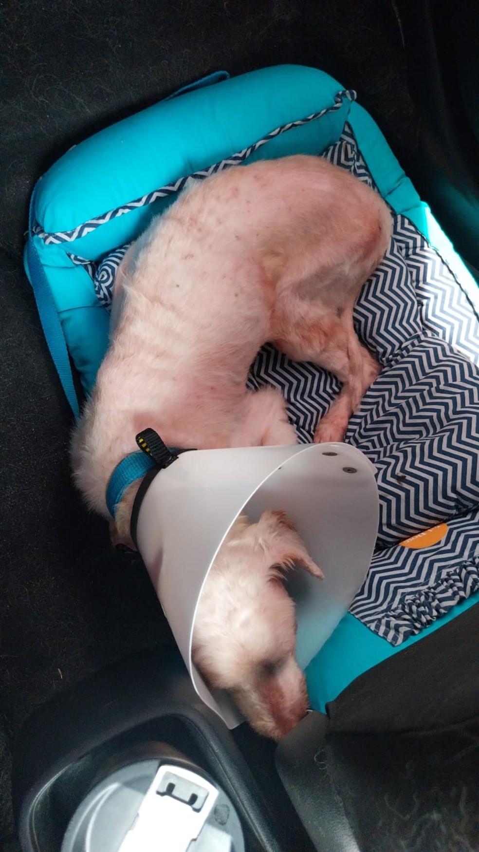 Após alta, cão foi levado para casa com nova tutora em Fortaleza — Foto: Arquivo Pessoal