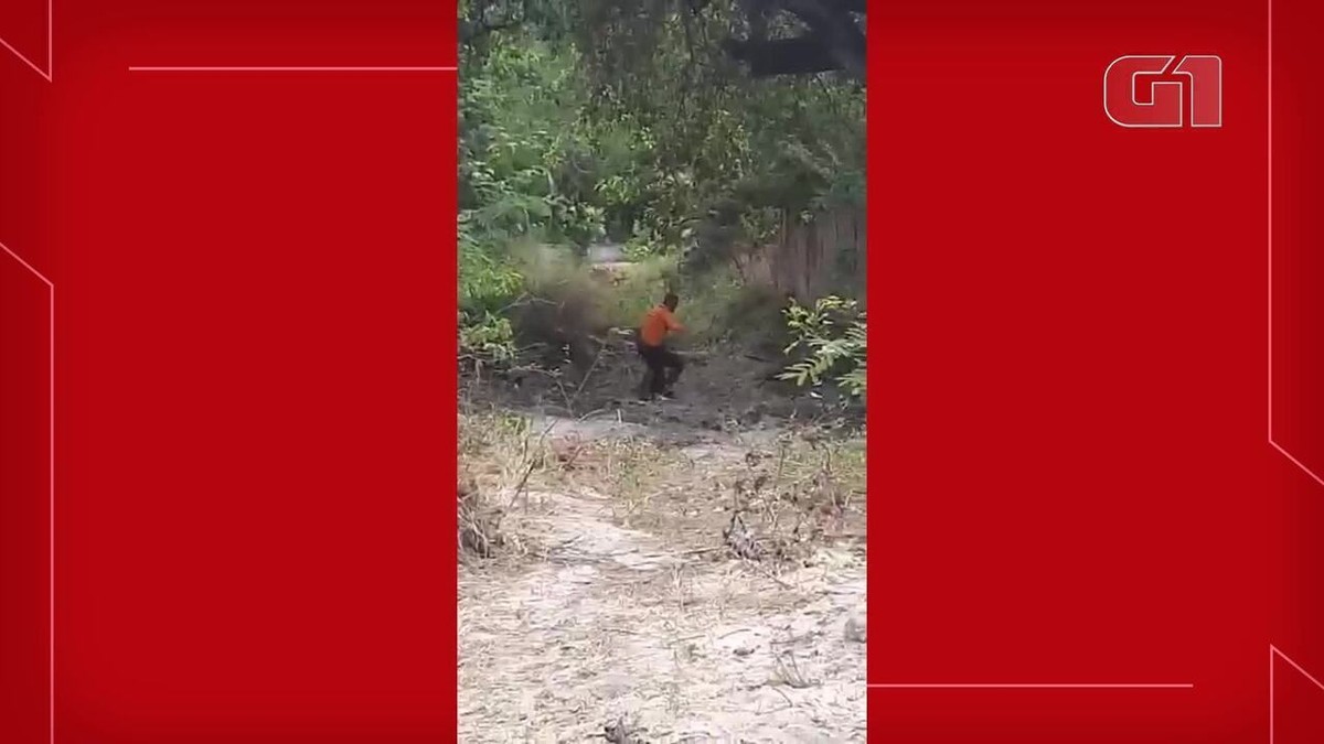 CETV 1ª Edição - Fortaleza, Ataque de abelhas mata cavalo e galinhas em  Juazeiro do Norte