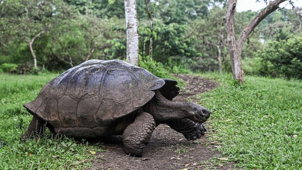 Em 2017, tartarugas-gigantes de Galápagos apresentaram reações dramáticas ao eclipse. Para elas, foi uma indicação de que elas deveriam se acasalar — Foto: GETTY IMAGES via BBC