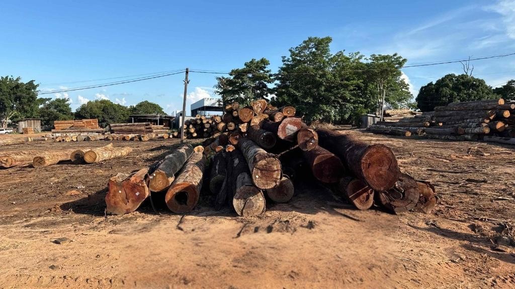 'Mandados itinerantes': polícia investiga madeireiros por extração ilegal de madeira em MT