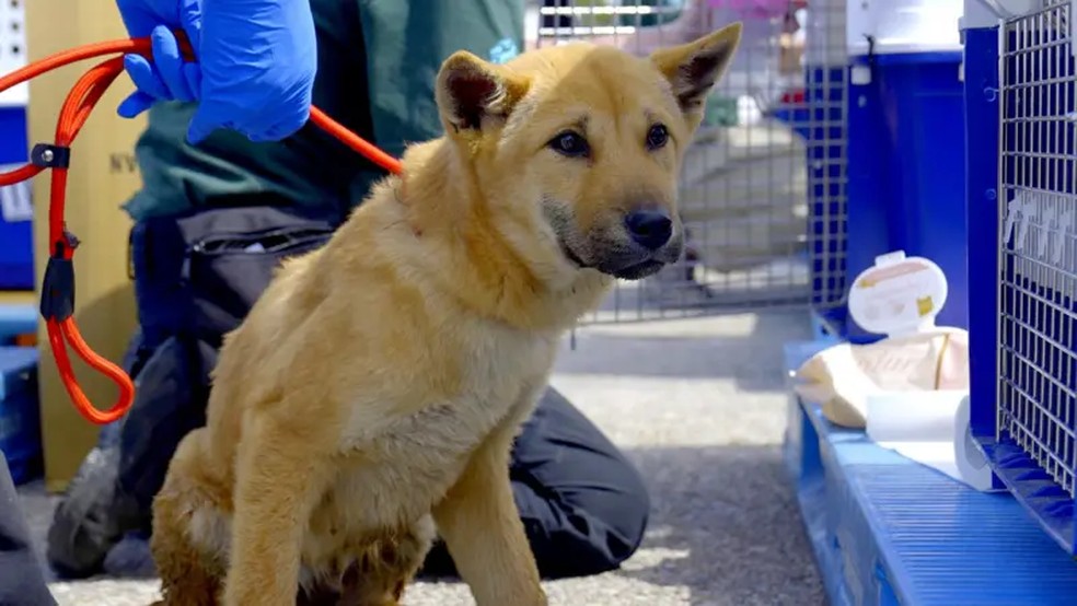 Vários criadores manifestaram receio em relação aos seus meios de subsistência agora que a indústria da carne de cachorro foi proibida — Foto: Hyunjung Kim/BBC News