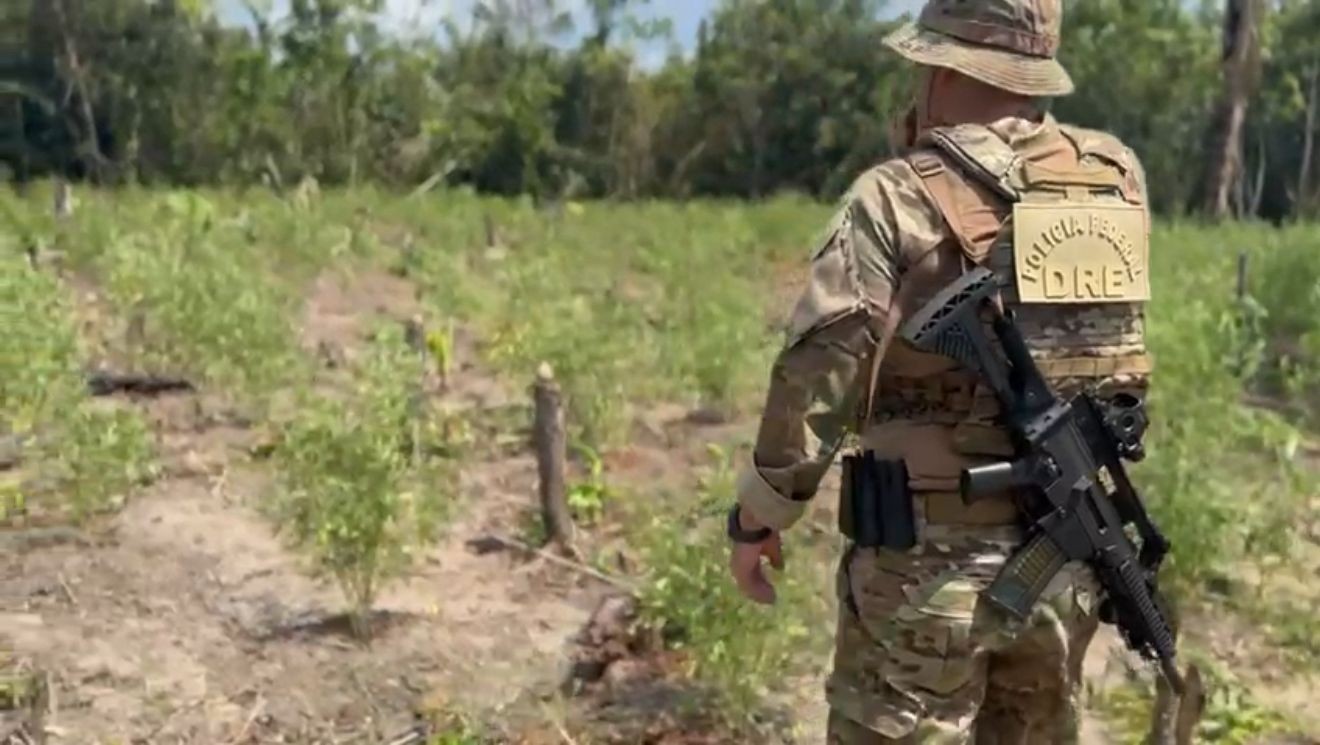 PF destrói 8 mil pés de maconha em operação no interior do Amazonas